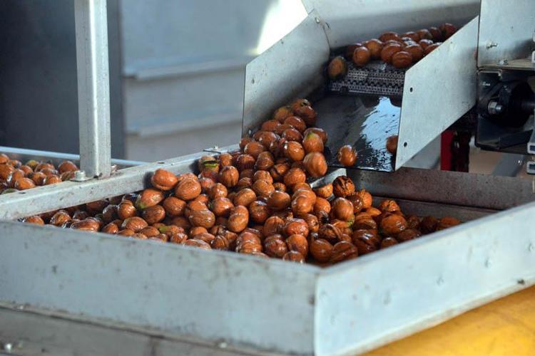 AB tescilli Çağlayancerit cevizinde hasat başladı