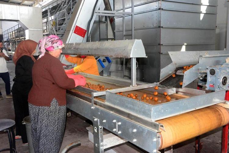 AB tescilli Çağlayancerit cevizinde hasat başladı