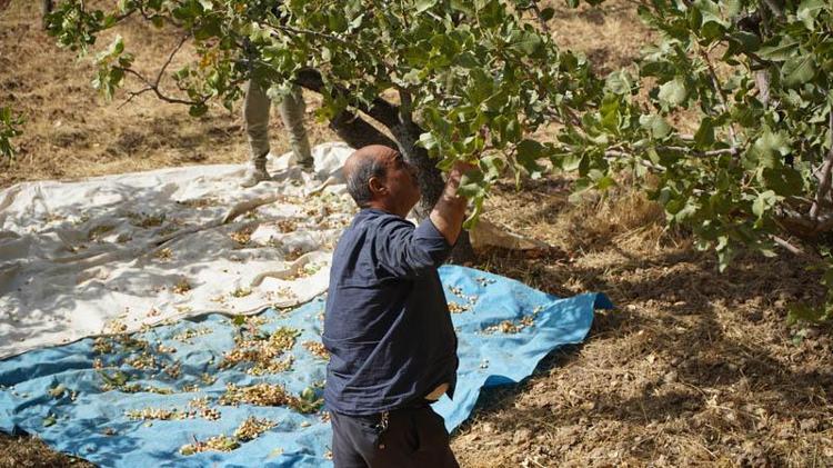 Hırsızlık korkusu, Siirt’in ‘yeşil altın’ında hasadı erkene çektirdi