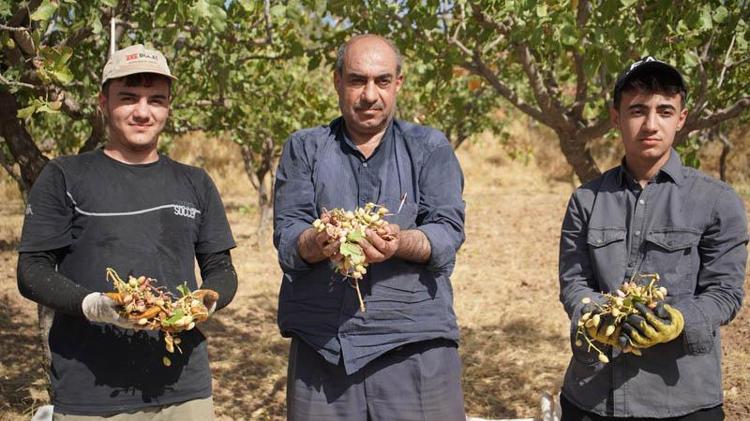 Hırsızlık korkusu, Siirt’in ‘yeşil altın’ında hasadı erkene çektirdi