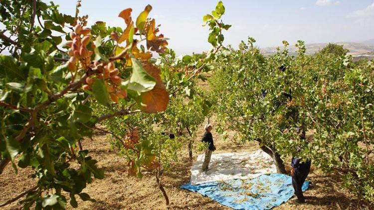 Hırsızlık korkusu, Siirt’in ‘yeşil altın’ında hasadı erkene çektirdi