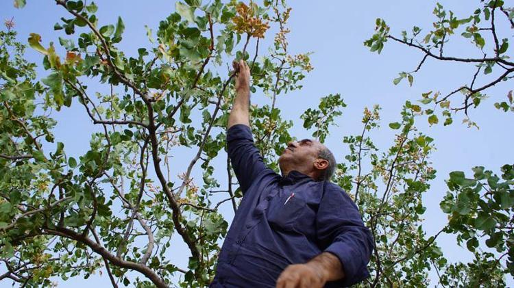 Hırsızlık korkusu, Siirt’in ‘yeşil altın’ında hasadı erkene çektirdi