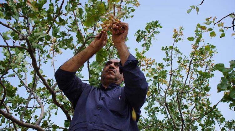 Hırsızlık korkusu, Siirt’in ‘yeşil altın’ında hasadı erkene çektirdi