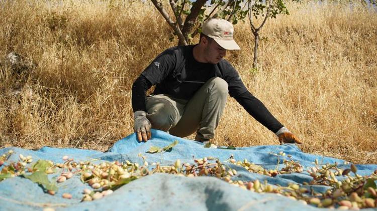 Hırsızlık korkusu, Siirt’in ‘yeşil altın’ında hasadı erkene çektirdi