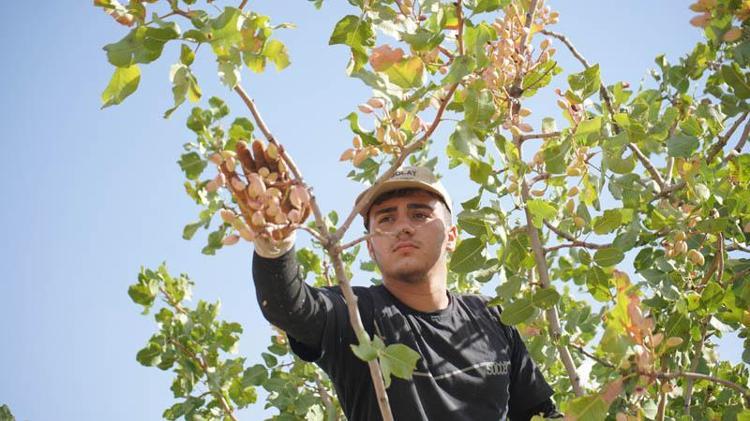 Hırsızlık korkusu, Siirt’in ‘yeşil altın’ında hasadı erkene çektirdi