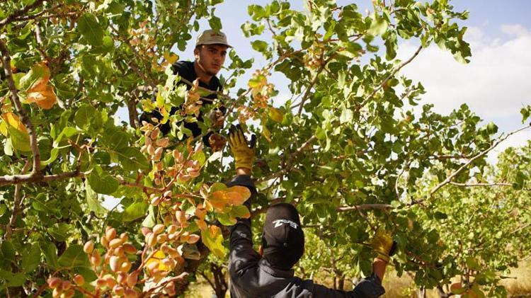 Hırsızlık korkusu, Siirt’in ‘yeşil altın’ında hasadı erkene çektirdi