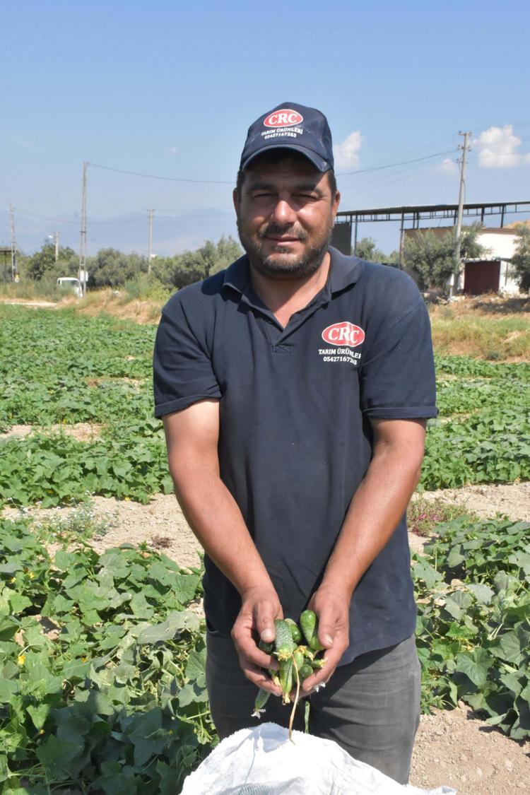 Ödemiş salatalığında güz hasadı