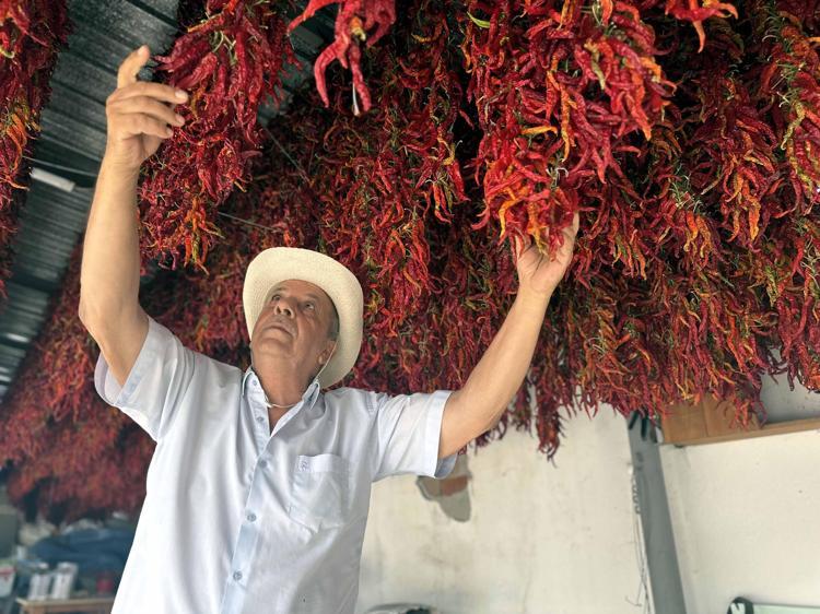 Edirne tava ciğerinin vazgeçilmezi Karaağaç biberinde kurutma dönemi