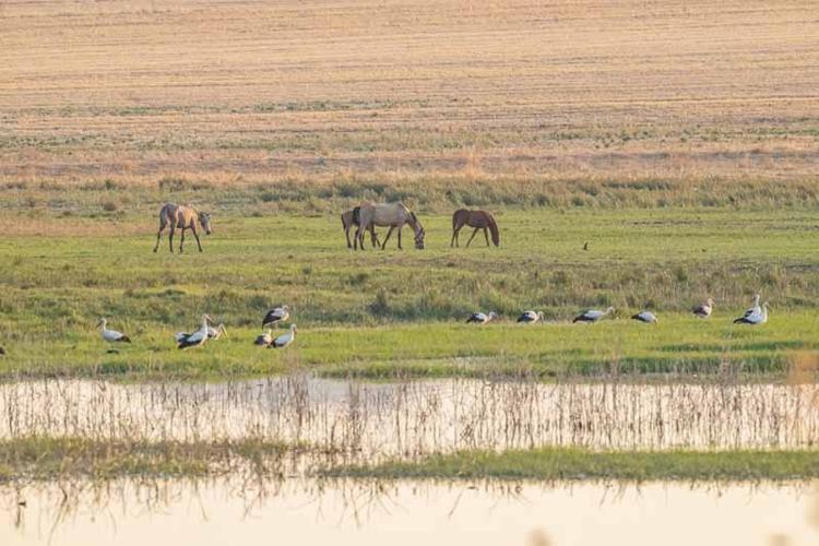 Afrika yolundaki göçmen kuşlar, Kabaklı Göleti'nde mola verdi