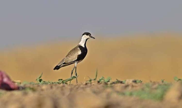 Afrika yolundaki göçmen kuşlar, Kabaklı Göleti'nde mola verdi