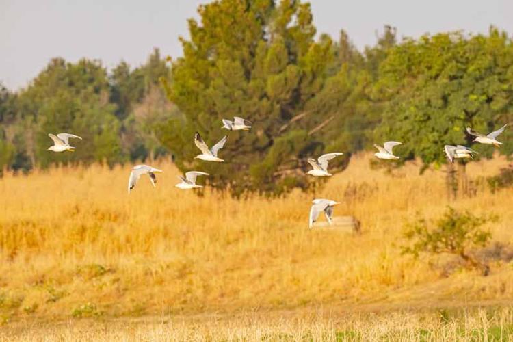 Afrika yolundaki göçmen kuşlar, Kabaklı Göleti'nde mola verdi