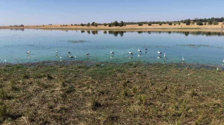 Afrika yolundaki göçmen kuşlar, Kabaklı Göleti'nde mola verdi