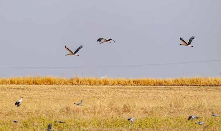 Afrika yolundaki göçmen kuşlar, Kabaklı Göleti'nde mola verdi