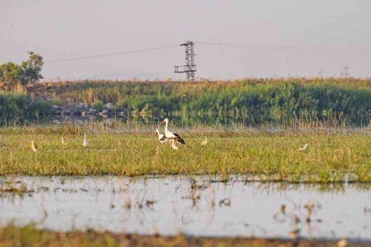 Afrika yolundaki göçmen kuşlar, Kabaklı Göleti'nde mola verdi