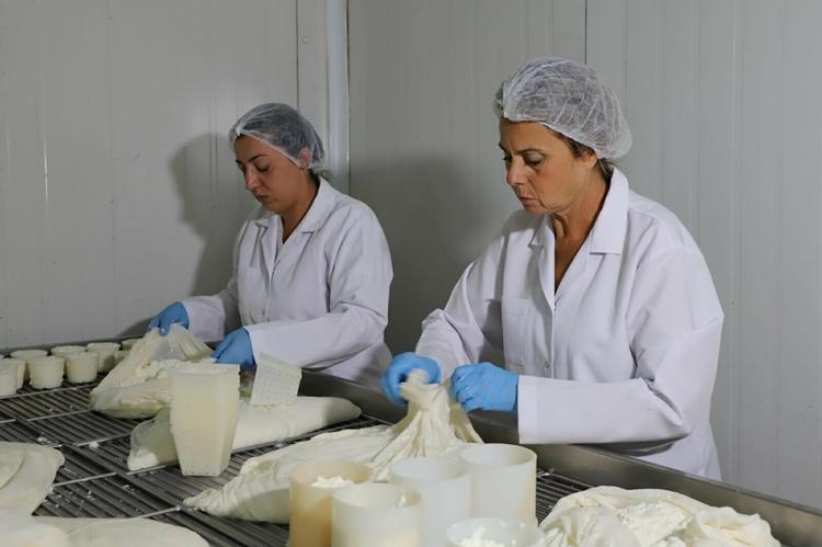 Fransız tekniğiyle Türk peyniri üretiyor