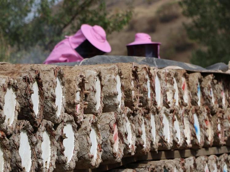 'Pembe maskeli’ kadın arıcılar hasada başladı
