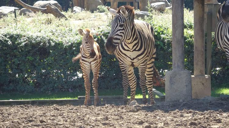 Doğduğu tesadüfen öğrenilen zebra yavrusu 'Jason', ilgi odağı oldu