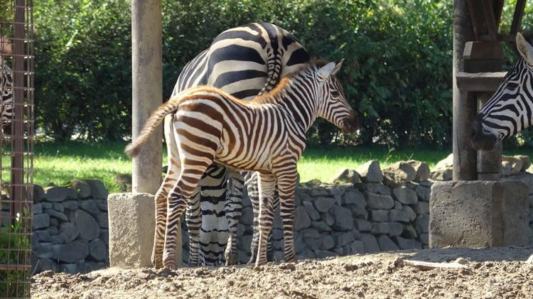 Doğduğu tesadüfen öğrenilen zebra yavrusu 'Jason', ilgi odağı oldu