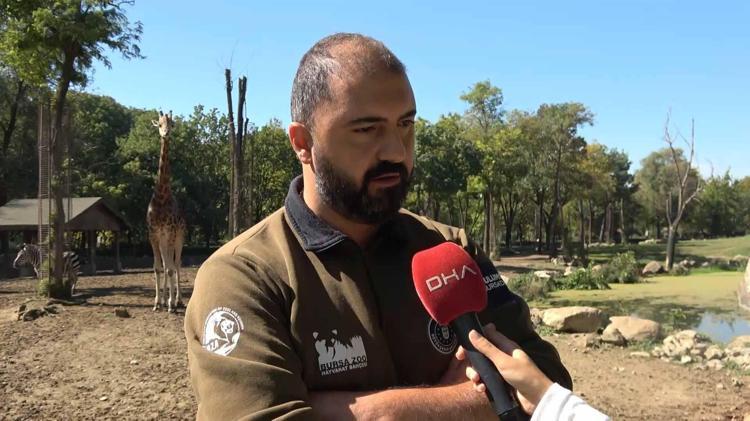 Doğduğu tesadüfen öğrenilen zebra yavrusu 'Jason', ilgi odağı oldu