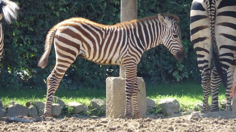 Doğduğu tesadüfen öğrenilen zebra yavrusu 'Jason', ilgi odağı oldu