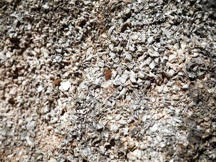 Parası olanın bile kullanamadığı renk; antik dünyada gücün ve statünün simgesi mor