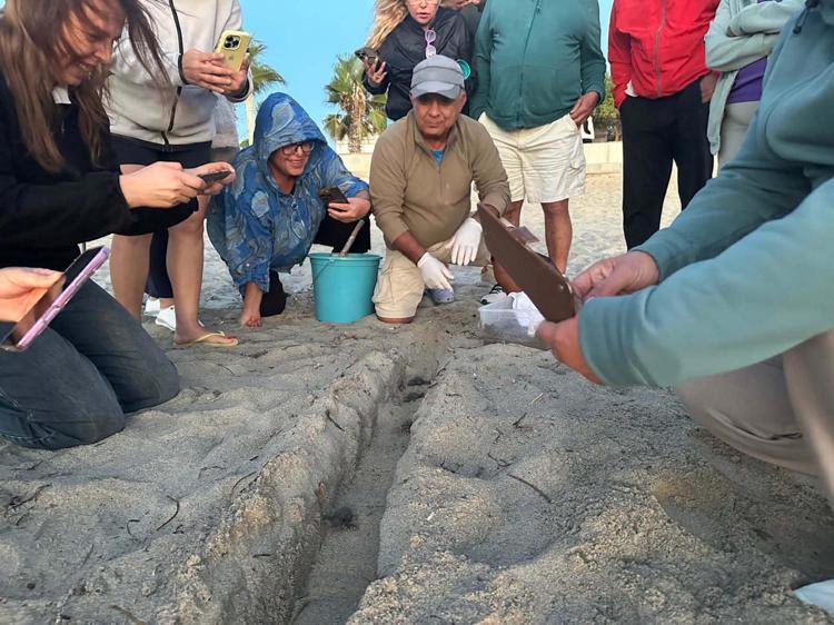 Kuşadası’nda yuvada sıkışan 22 caretta caretta yavrusu denizle buluşturuldu