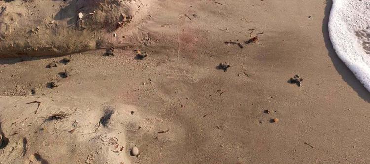 Kuşadası’nda yuvada sıkışan 22 caretta caretta yavrusu denizle buluşturuldu