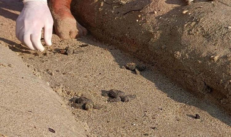 Kuşadası’nda yuvada sıkışan 22 caretta caretta yavrusu denizle buluşturuldu