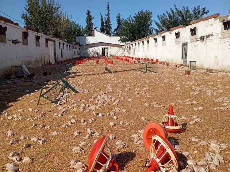 Adana'da hortumda zarar gören çiftliklerdeki 20 bin civciv öldü