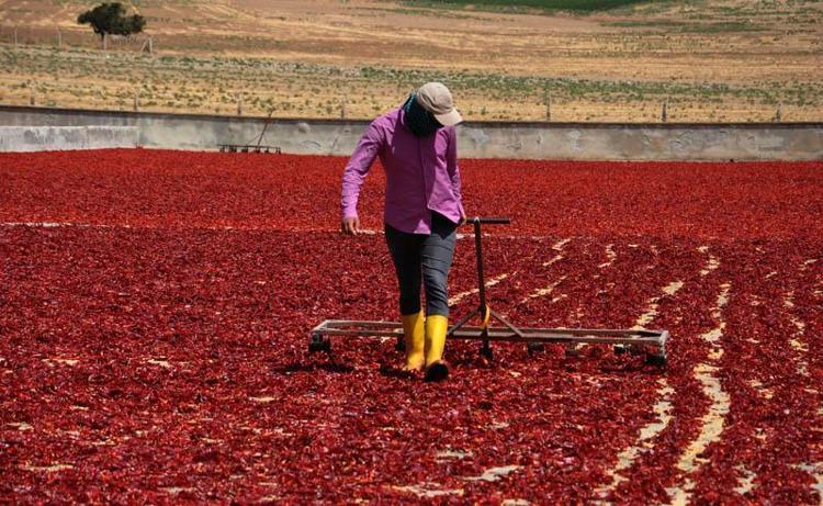Gaziantep’te tarım işçilerinin 'acı' mesaisi