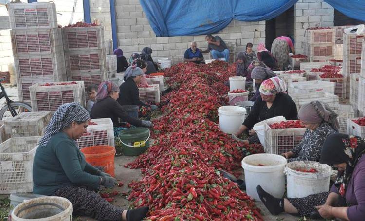 Gaziantep’te tarım işçilerinin 'acı' mesaisi