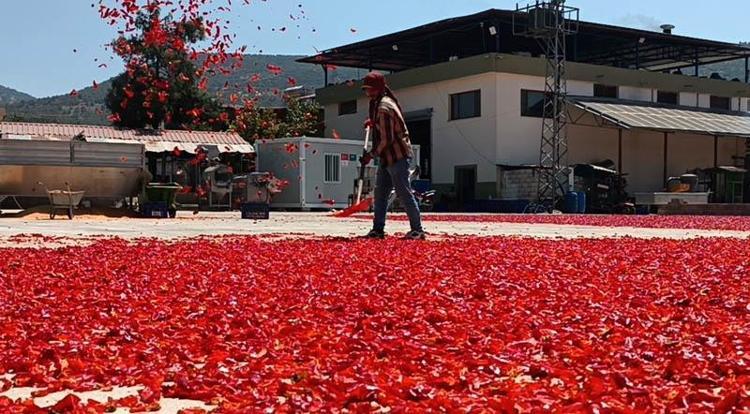 Gaziantep’te tarım işçilerinin 'acı' mesaisi