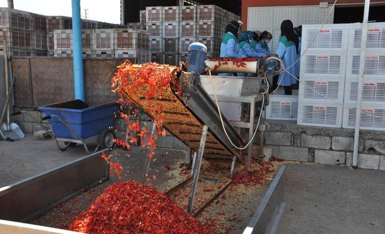 Gaziantep’te tarım işçilerinin 'acı' mesaisi