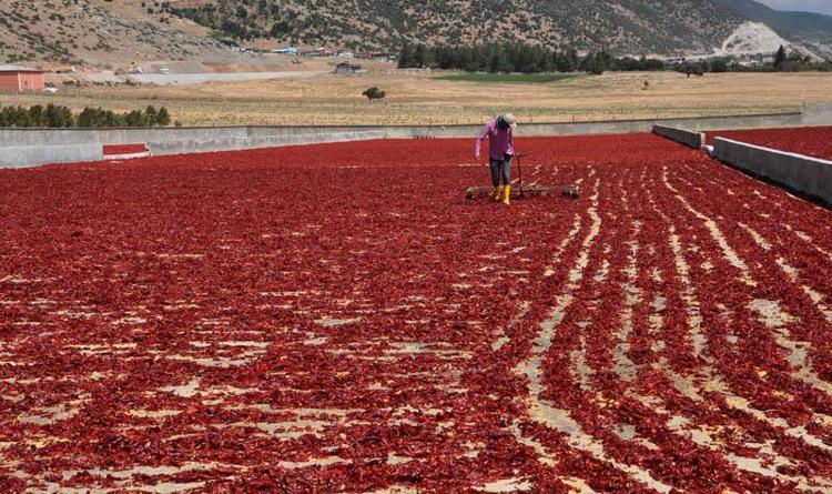 Gaziantep’te tarım işçilerinin 'acı' mesaisi