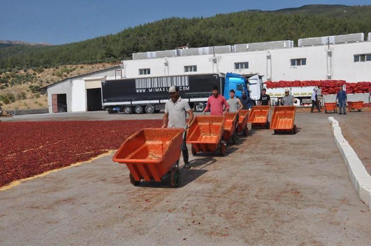 Gaziantep’te tarım işçilerinin 'acı' mesaisi