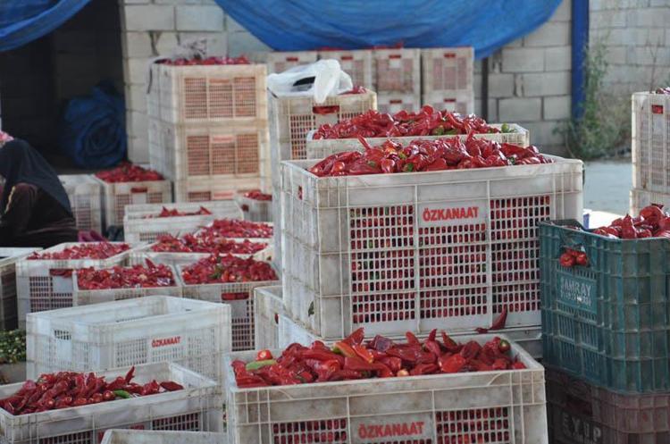 Gaziantep’te tarım işçilerinin 'acı' mesaisi