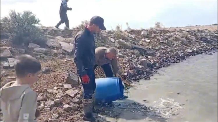 Sulama kanallarında mahsur kalan binlerce balık göletlere taşındı