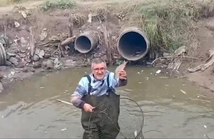 Sulama kanallarında mahsur kalan binlerce balık göletlere taşındı