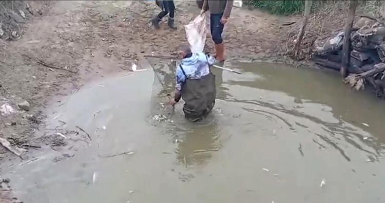 Sulama kanallarında mahsur kalan binlerce balık göletlere taşındı