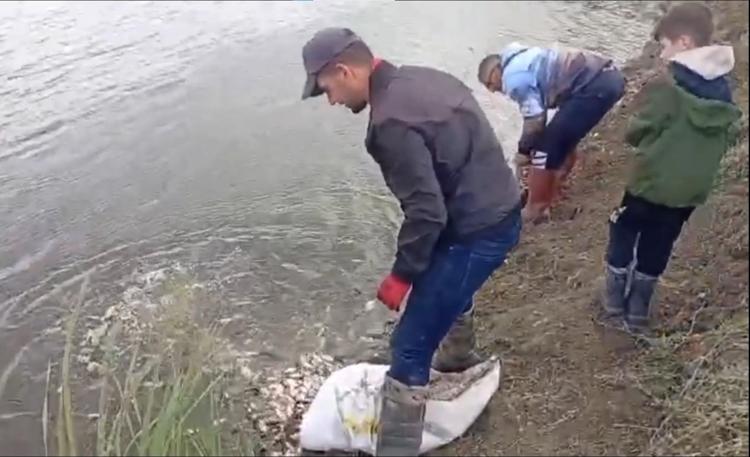 Sulama kanallarında mahsur kalan binlerce balık göletlere taşındı