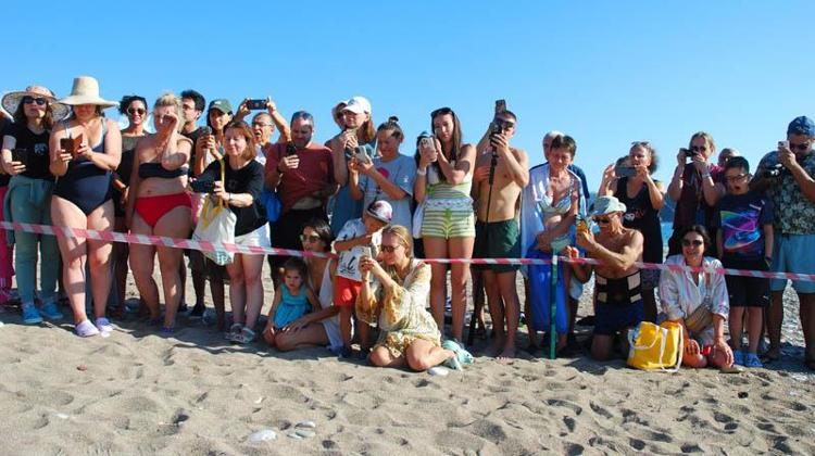 Çıralı'da son yuva açıldı; bu yıl 3 bin 458 yavru caretta caretta denizle buluştu