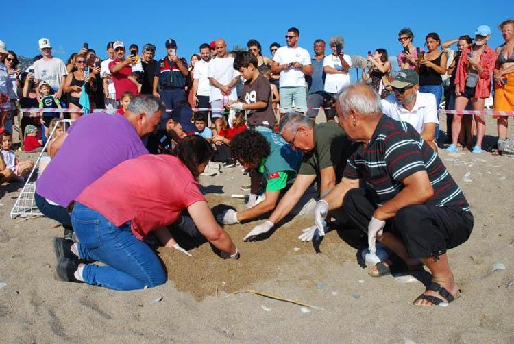 Çıralı'da son yuva açıldı; bu yıl 3 bin 458 yavru caretta caretta denizle buluştu