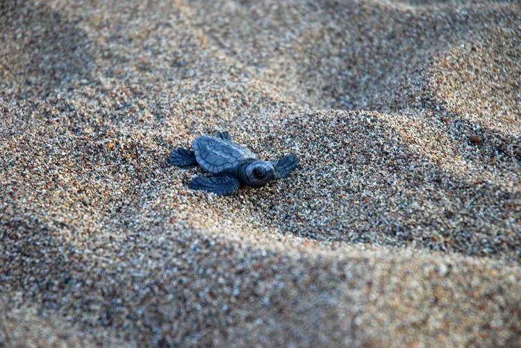 Çıralı'da son yuva açıldı; bu yıl 3 bin 458 yavru caretta caretta denizle buluştu