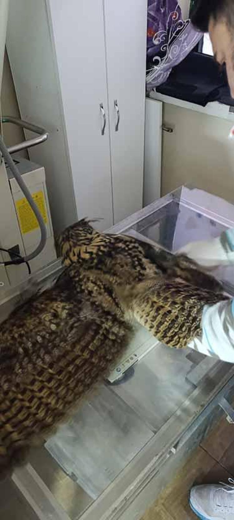 9 ayda 5 bin 334 yaban hayvanı tedavi edilip doğaya bırakıldı