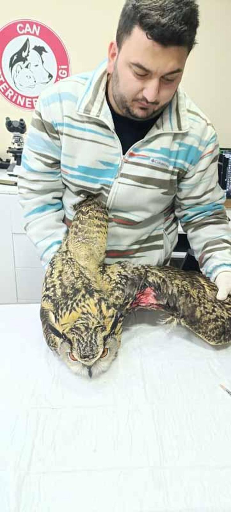 9 ayda 5 bin 334 yaban hayvanı tedavi edilip doğaya bırakıldı