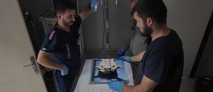 9 ayda 5 bin 334 yaban hayvanı tedavi edilip doğaya bırakıldı