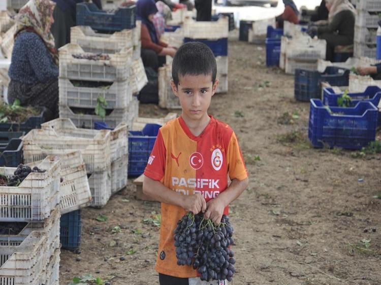Coğrafi işaretli 'Antep karası' üzümünde kurutma zamanı