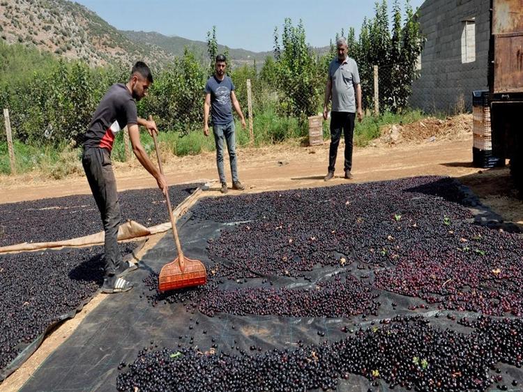 Coğrafi işaretli 'Antep karası' üzümünde kurutma zamanı