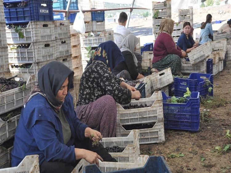Coğrafi işaretli 'Antep karası' üzümünde kurutma zamanı