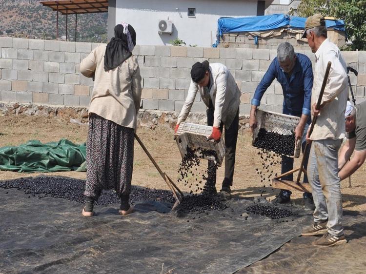 Coğrafi işaretli 'Antep karası' üzümünde kurutma zamanı